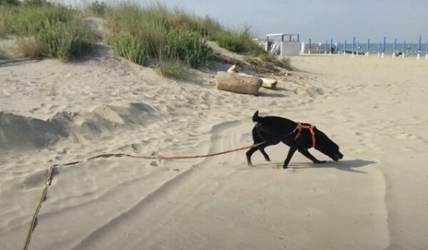 Tarta Dogs: addestrare i cani per trovare i nidi di tartarughe sulle spiagge