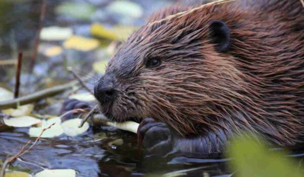 I castori tornano in Italia dopo 500 anni