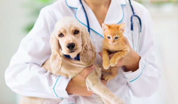 Bonus animali domestici 2024: come usufruire dei contributi per le cure di cani e gatti